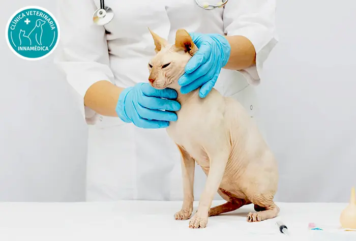 Dermatología